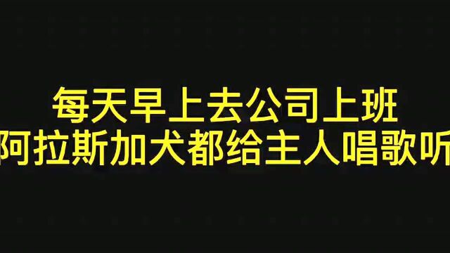 每天早上去公司上班,阿拉斯加犬都给主人唱歌听,歌声嘹亮!