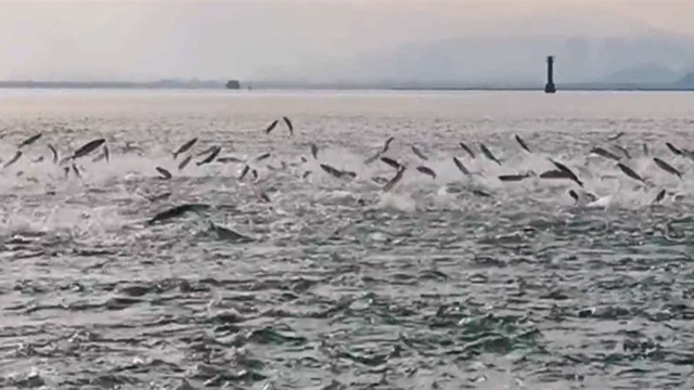 深圳湾再现鱼群竞跃，水面顿时沸腾起来，游客惊叹场面壮观_腾讯视频