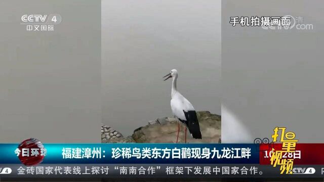 福建漳州:珍稀鸟类东方白鹳现身九龙江畔