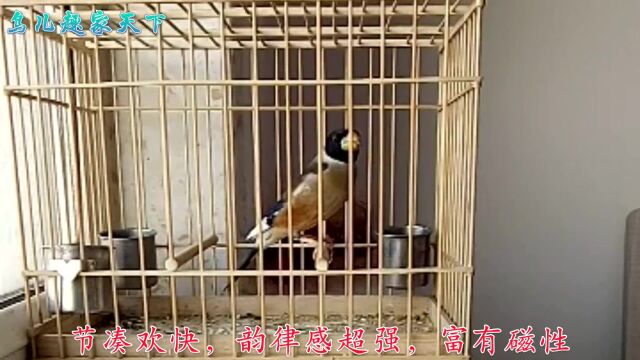 老野蜡嘴服笼成功,正宗罗套初成形,大家看看咋样?