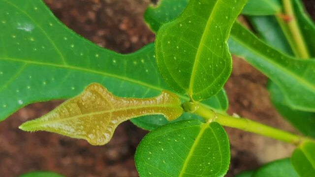 这种植物叶子长得很漂亮,它叫琴叶橡皮树!一种野生中草药材,认识一下吧