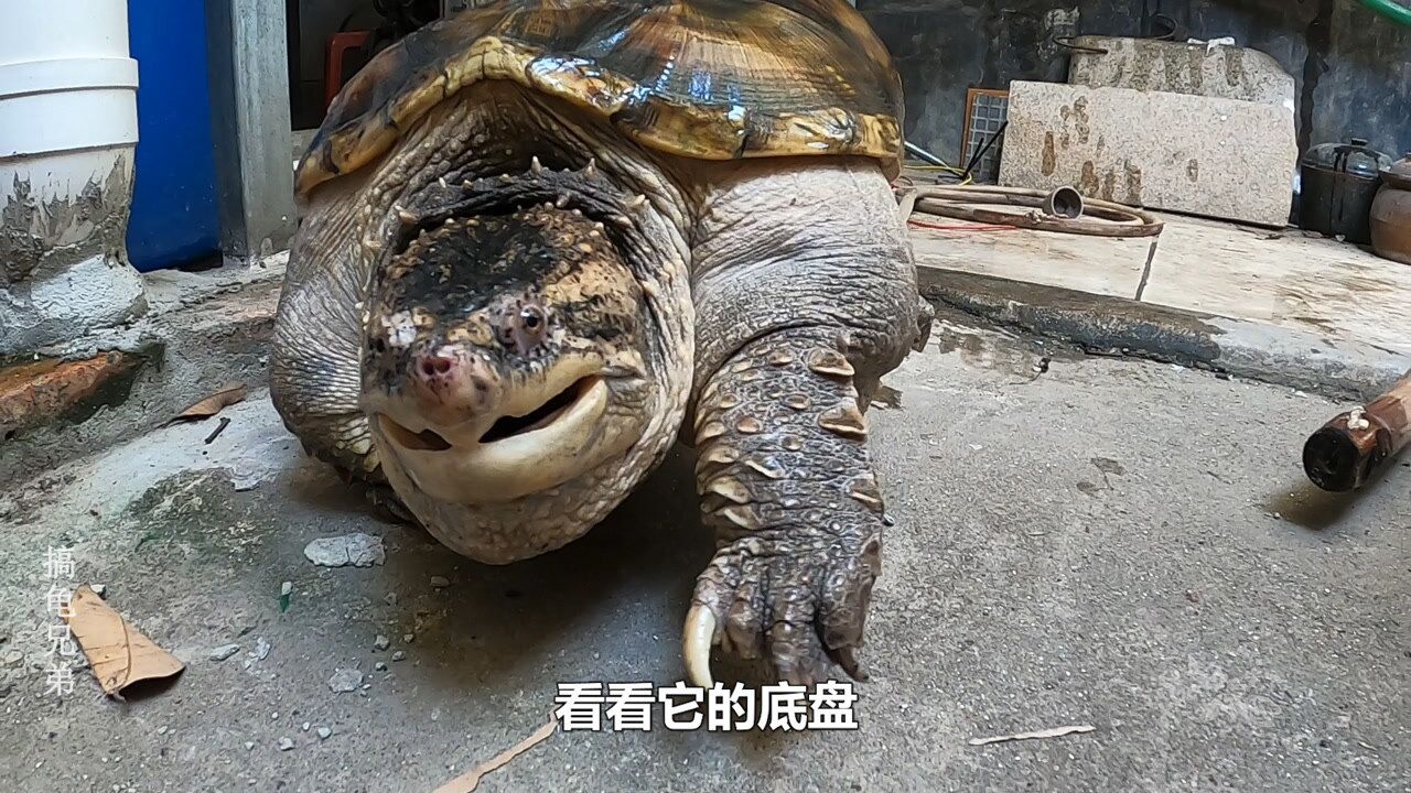 大杂佛鳄龟和真鳄龟放在一个龟池里面哪个更凶它们会打架吗