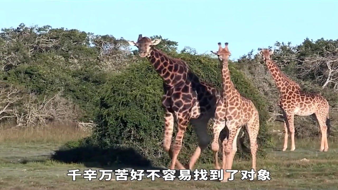 纪录片:动物发情期的行为,为了获得雌性的青睐,简直“套路”满满_腾讯视频