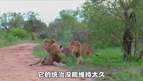 纪录片：狮王塞西尔，流浪中与另一头流浪狮结盟建立自己的狮群，但在一次战斗中它的伙伴被敌人杀死，不得不离开领地