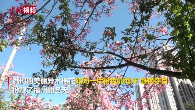 福州冬天很粉嫩美丽异木棉摇曳枝头