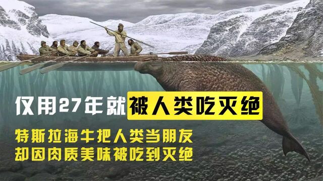 纪录片:斯特拉海牛把人类当朋友,为什么短短27年会被人吃灭绝?