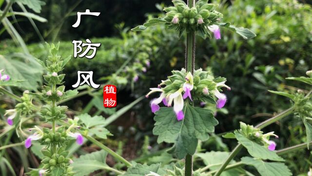 “广防风”又叫落马衣、土藿香,是种传统草药!不识当杂草太可惜