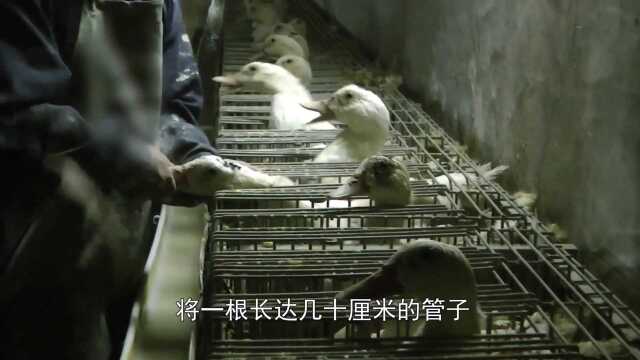 鹅肝被称为“顶级残忍美食”,看完整个喂养过程,你还吃得下吗!