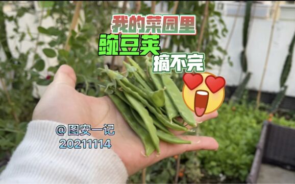 【图安一记】我的菜园里仿佛有摘不完的豌豆荚