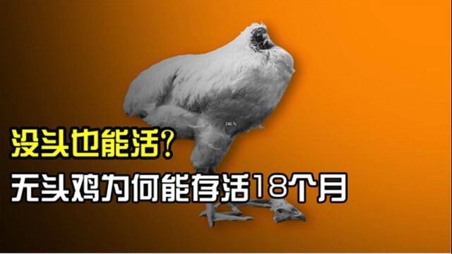 没头也能活?无头鸡能吃饭存活18个月,无头蛇无头章鱼还会致命