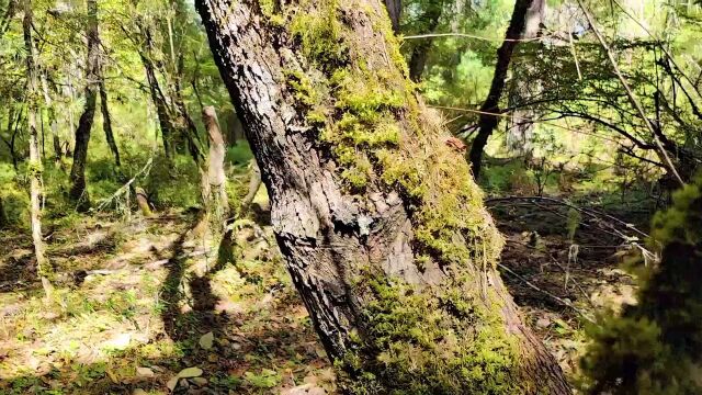 自驾川藏线到波密,因临时交通管制14个小时滞留在波密,去原始柏树林转转