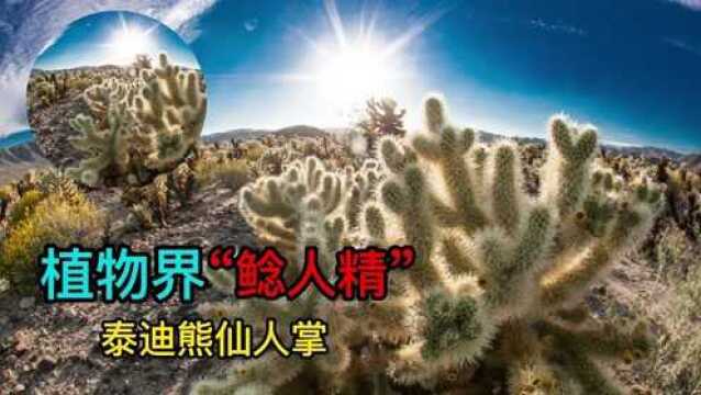 植物界的“鲶人精”,你知道是谁吗?