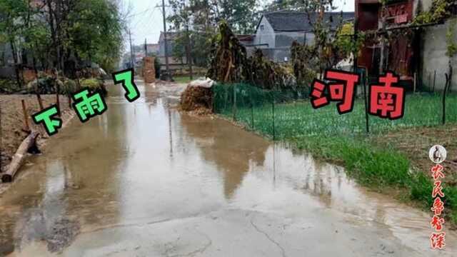 农民鲁智深地头赏雨,中原大地普降大雨,风调雨顺国富民强,幸甚