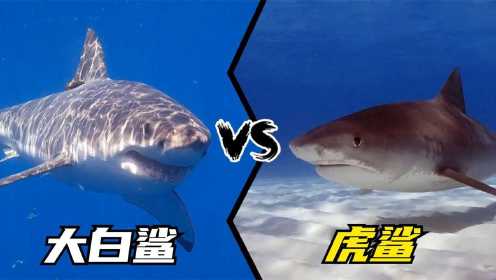 大白鲨VS虎鲨