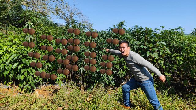 巴基斯坦夫妇来广西农村,承包20亩荒地种一植物,三年收入上百万