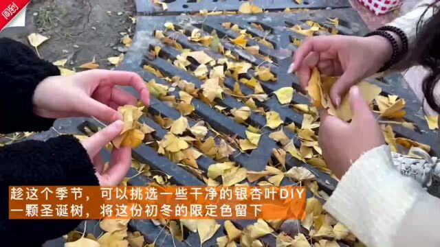 秋天送给冬天的浪漫!零成本就能DIY“黄金版圣诞树”,放在家中装饰别有一番风味→