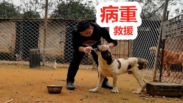 小中亚犬路上出意外,狗主人紧急出手救援,看看效果如何