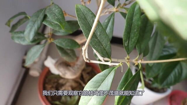 “家里种上桂花树,一生都有贵人助”,养好桂花只需记住3点