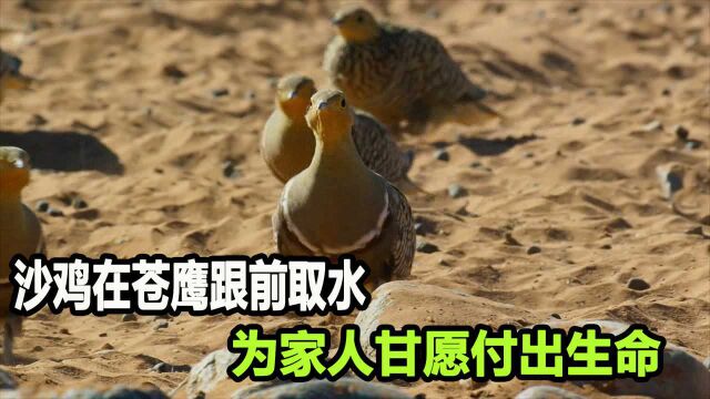 沙鸡为养活幼崽,每天飞行近200公里,甘冒生命危险,为家人取水