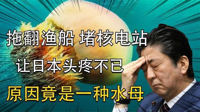 堵塞核电站拖翻渔船,能无限繁殖,几十年来让日本政府头疼不已!#好片推荐官#