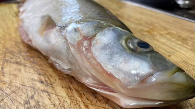 翹嘴魚試試揭陽最老式蒸法吃出豬肉香味魚肉也鮮嫩不膩真好吃