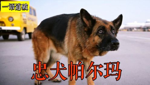 狗子被狠心主人抛弃机场，它劫飞机，咬保安，苦苦等待两年