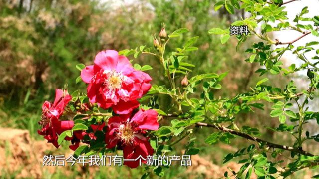 永登“苦水玫瑰”花香四溢,营养价值更高