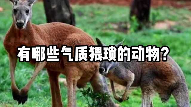 有哪些气质猥琐的动物?