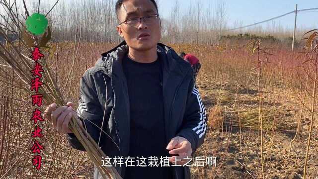 725油蟠桃树苗品种特点介绍 泰山脚下725油蟠桃苗