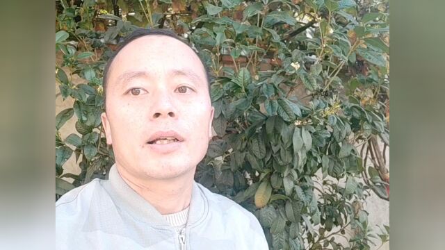 四季桂花树修剪得当,常年花开不败,花香袭人满庭芳#【知识星】泛知识优质创作者邀请