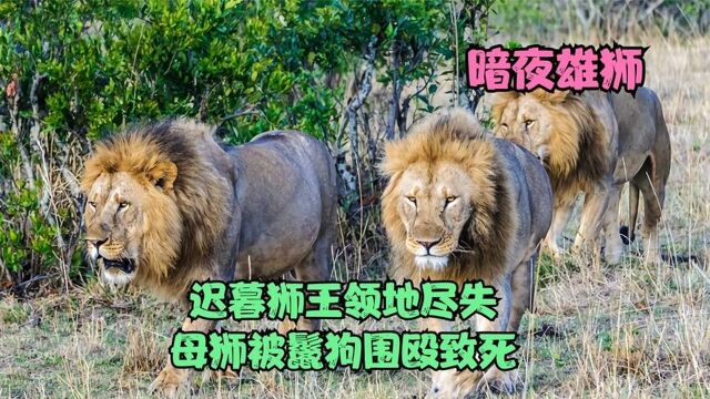 迟暮狮王坐拥八只母狮一夜之间领地尽失母狮被鬣狗围殴致死!#好片推荐官#