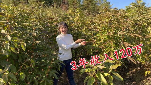 福建夫妇承包30亩荒山种植稀有植物,3年收入120万,看看种的什么