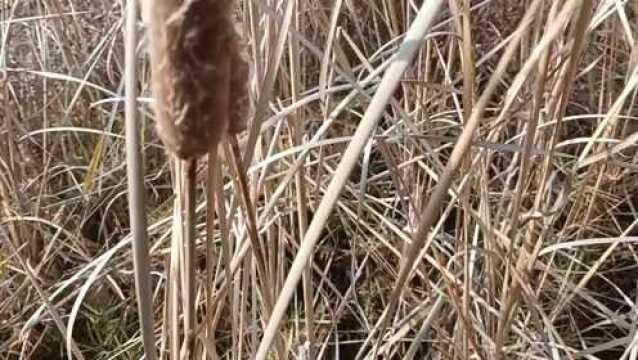 能让高血脂不再猖獗的野生草药——蒲黄