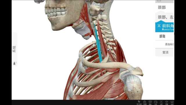103斜角肌的秘密——第一讲小小斜角肌,能引起哪些不适呢