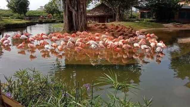 情感相遇 “海南富力红树湾湿地公园 ”分享二