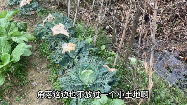 农村家家户户都会种上有机蔬菜,20多种青菜,看看你能认识几种?