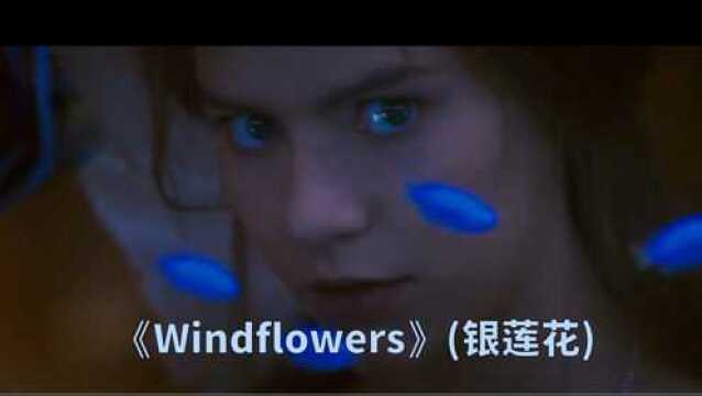 《Windflowers》(银莲花)