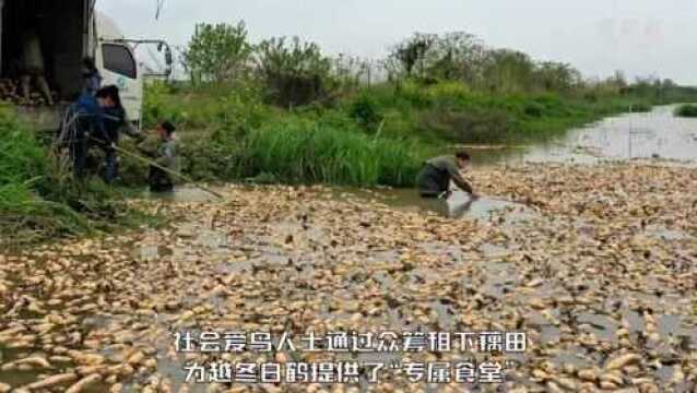 新华每日电讯 |冬季到余干来看鸟,鄱阳湖畔的“候鸟食堂”