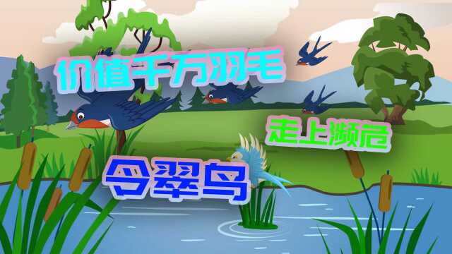 翠鸟的哀啼,价值千金的千年点翠工艺,为何会使翠鸟走上濒危?