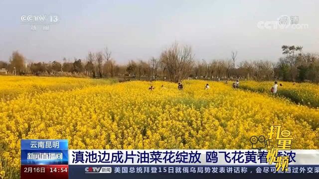 云南昆明:滇池边成片油菜花绽放,鸥飞花黄春意浓