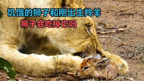 饥饿的狮子和刚出生的小羚羊，你认为狮子会吃掉小羚羊吗