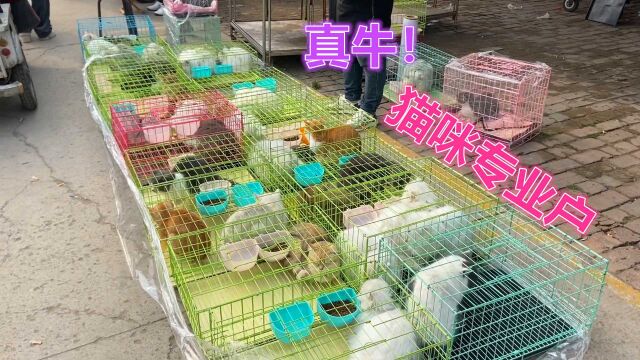 狗市收猫牛人!专收犬舍淘汰不要的种猫!每逢集市地上摆满一片!