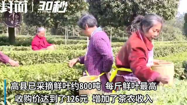 30秒|已采摘鲜叶约800吨 四川宜宾高县进入春茶采摘季 产销“两旺”