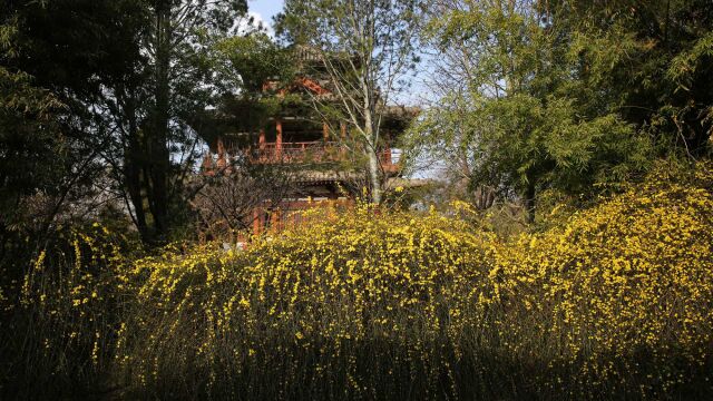 三月探花:西安青龙寺迎春花盛开,早樱已吐花蕾