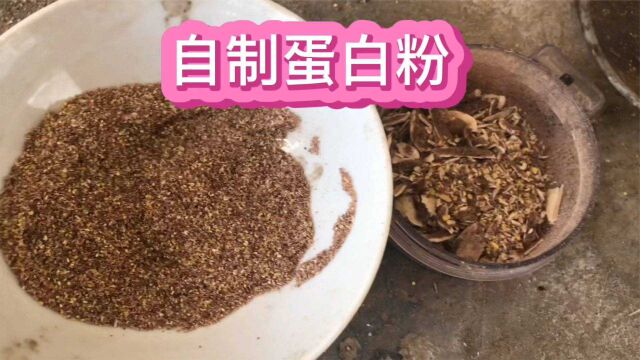 猪骨头加黄豆做钓鱼蛋白粉,第二期:制作篇