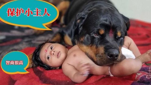 狗狗帮主人看着宝宝，被偷走了它还在睡觉，电视剧都不敢这么拍