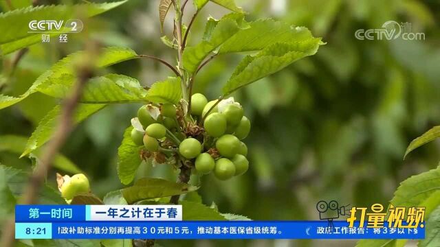 甘肃嘉峪关:加强田间管理,助力樱桃增产