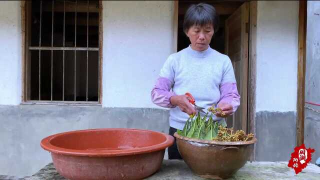 阿嬷用枇杷花和枇杷叶,熬煮川贝枇杷糖浆!