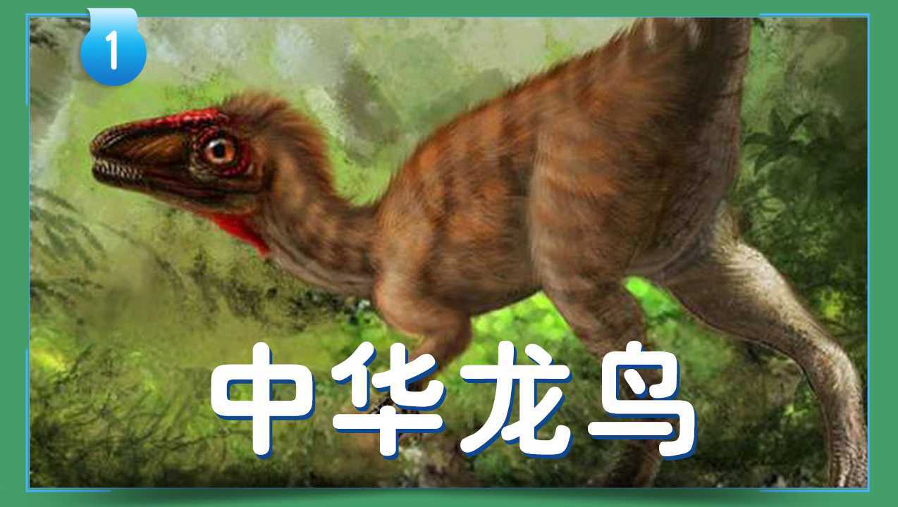 第01集 震惊古生物学界:中华龙鸟_高清1080P在线观看平台_腾讯视频