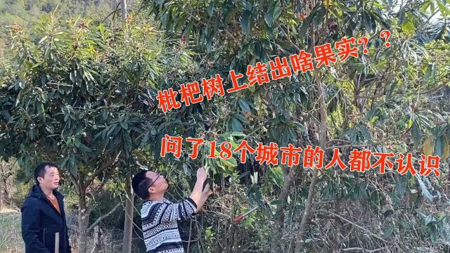 枇杷树上结出啥果实?问了18个城市的人都说不认识,一起看看吧